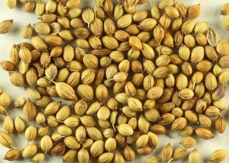 25kg Coriander Seed Coriander Seed (Super XO) 印度芫荽子